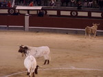 Plaza de Torros de Las Ventas