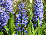 Allotment hyacinths
