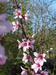 Allotment blossom