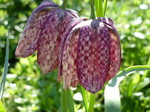 Allotment fritillaries