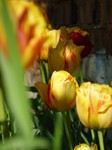 Allotment tulips