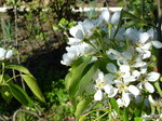 Pear blossom